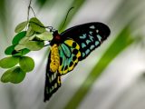 abstrakcyjny obraz motyl oraz motyl na tle roślin