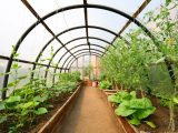 Nowoczesne uprawy w tunelach ogrodowych