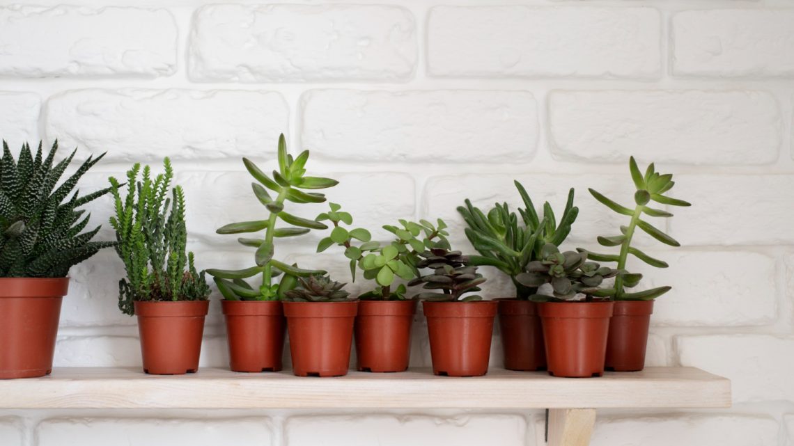 Najlepsi producenci doniczek plastikowych – Ranking TOP 3