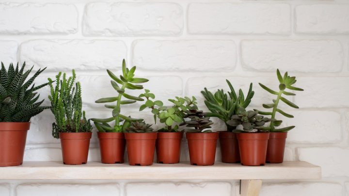 Najlepsi producenci doniczek plastikowych – Ranking TOP 3